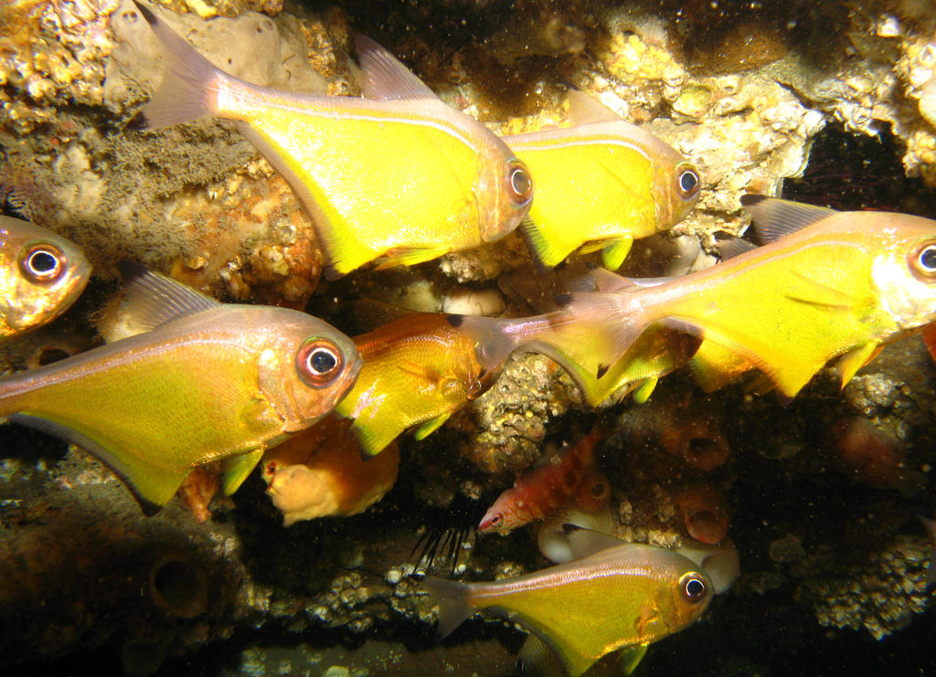 Pempheris affinis